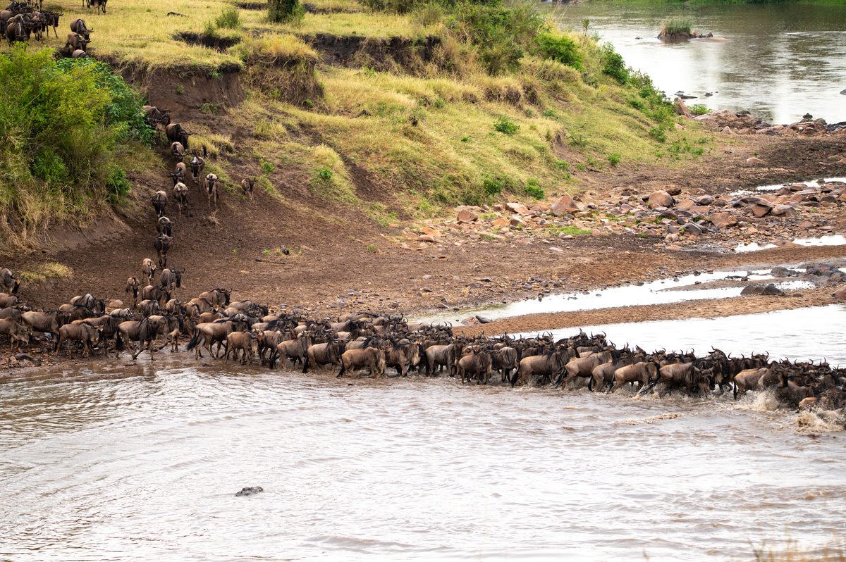 Zebras and wildebeest crossing the Mara river
