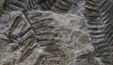 The Dolomites are rich in fossils that tell the story of ancient tropical seas and volcanic islands in the Triassic and Jurassic periods