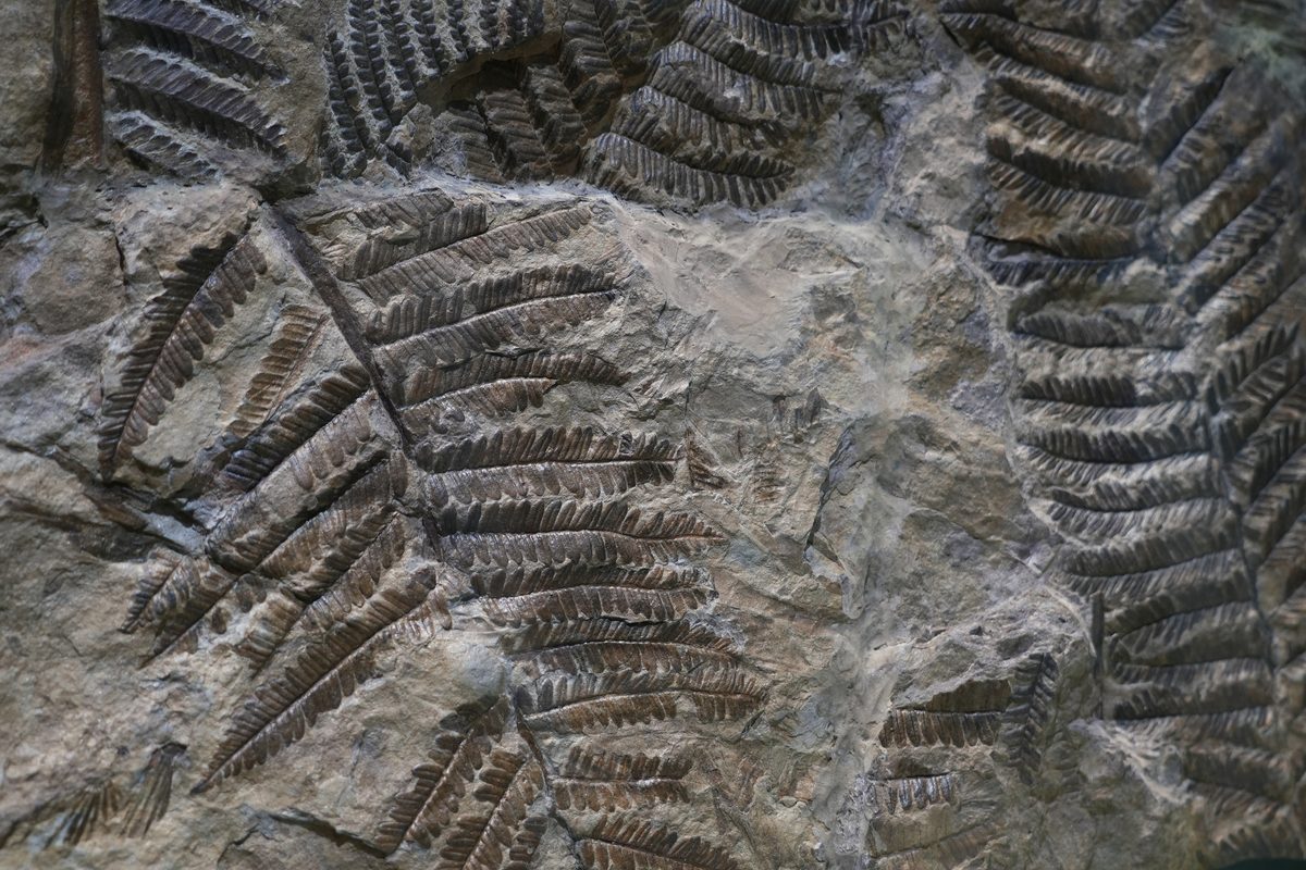 The Dolomites are rich in fossils that tell the story of ancient tropical seas and volcanic islands in the Triassic and Jurassic periods