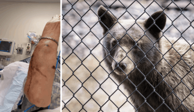 Camper bitten by bear in southern Colorado recalls moment it "came crashing" into tent