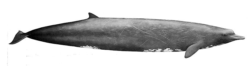 Berardius bairdii (NOAA United States. National Marine Fisheries Service, Public domain, via Wikimedia Commons)