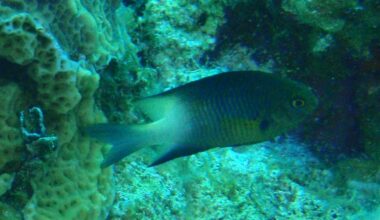 A bicolor damselfish hovering close to coral on a Caribbean reef