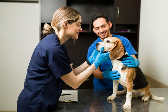 Veterinary professionals examine a beagle, highlighting serious medical issues that seemed innocent.