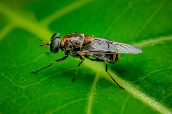 Black soldier flies