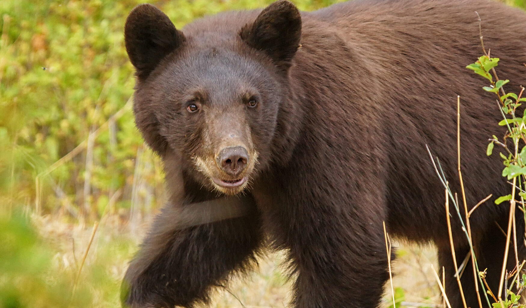 Two injured in black bear encounter near Bellingham