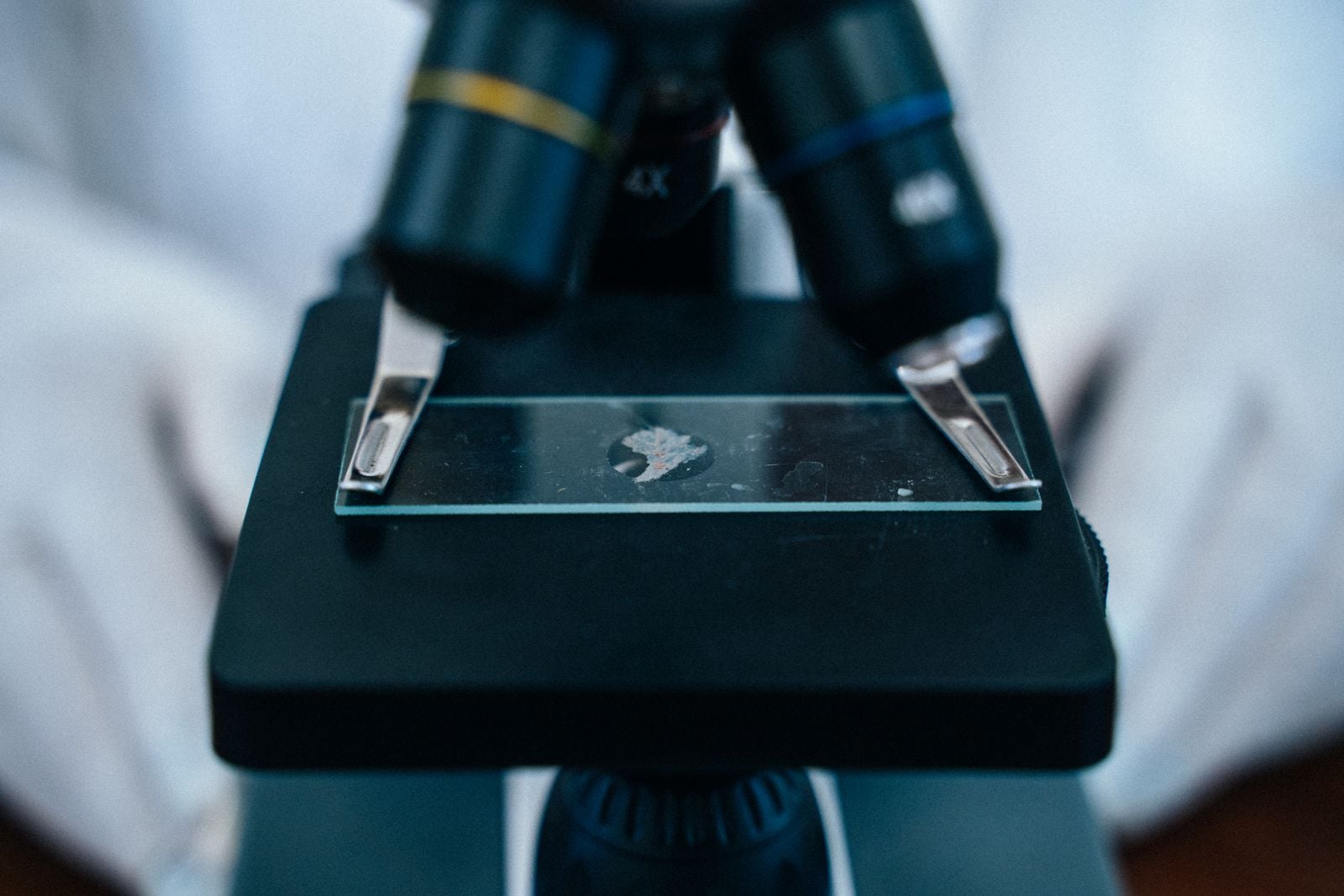 brain organoid microscopy