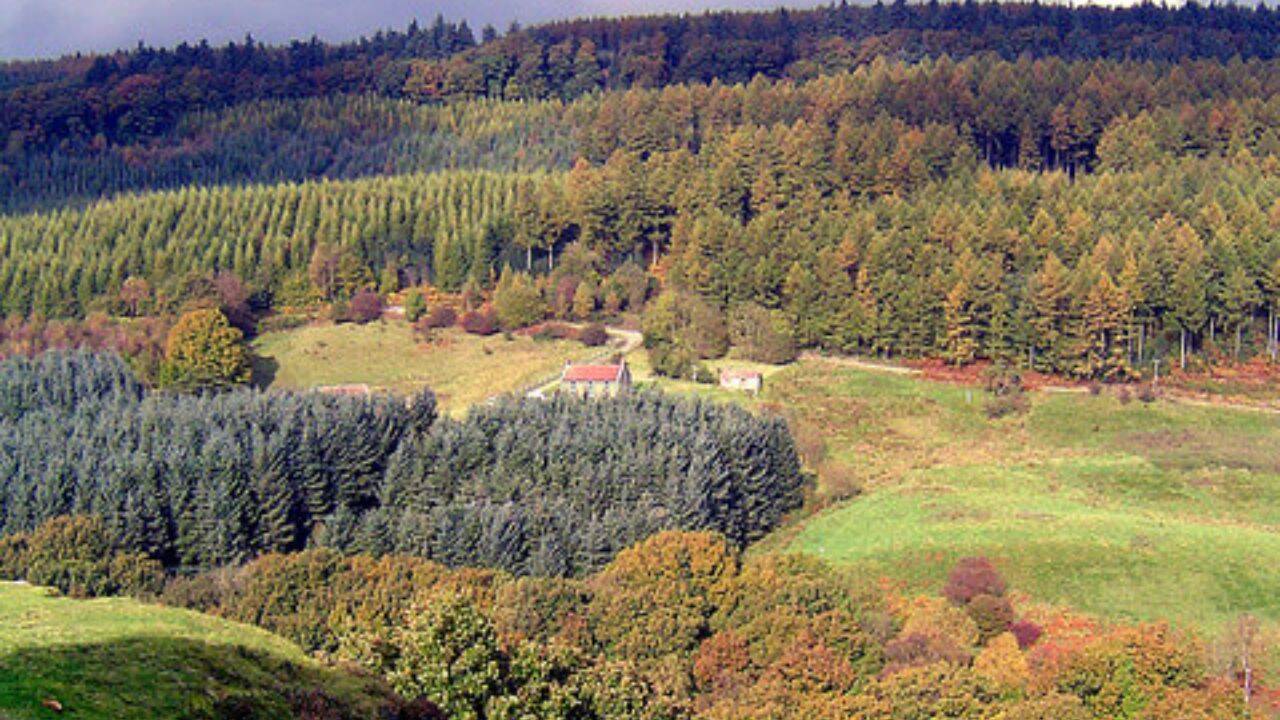 Cropton Forest. Image Credit: Wikimedia Commons <br>How did two beavers change water flows in the 10-hectare forest