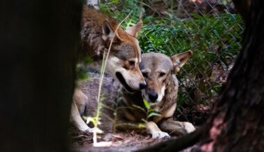 Trump’s endangered species habitat rule repeal faces pushback