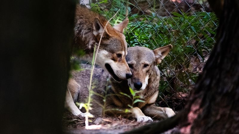 Trump’s endangered species habitat rule repeal faces pushback