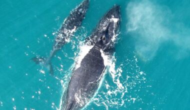 Humpback whales are some of the ocean’s loudest creatures – so why do they sometimes ‘whisper’?