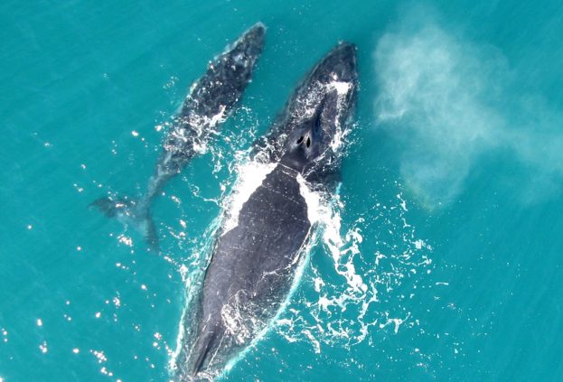 Humpback whales are some of the ocean’s loudest creatures – so why do they sometimes ‘whisper’?