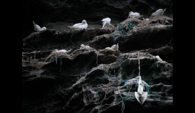 "I've never seen anything like it": photographer captures haunting contrast between life and death as Northern Gannet hangs from fishing line beneath nesting cliffs – the image now wins prestigious conservation award