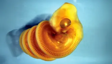 Scientists discover why snake embryos twist into spirals