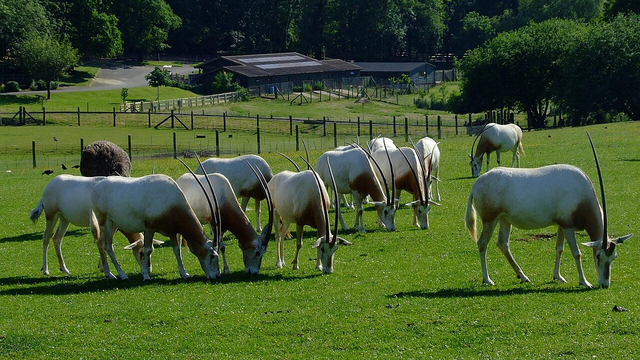 Captive scimitar oryxes grazing in a paddock (Image: Charles Miller) Captive scimitar oryxes grazing in a paddock (Image: Charles Miller)