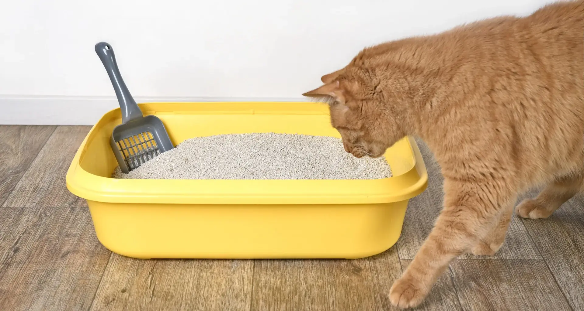 Scientists discover a hidden “ID card” in cat urine