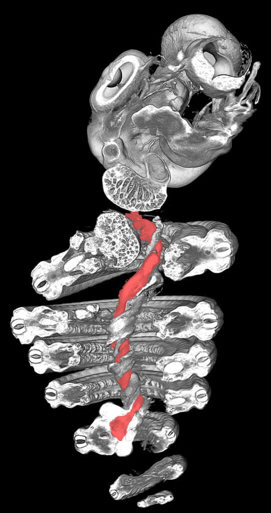 A CT image of the cross section of a snake embryo