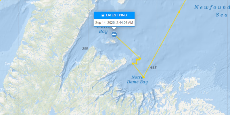 'Contender', Ocearch's Largest Tagged Shark, Tracked in NL Waters