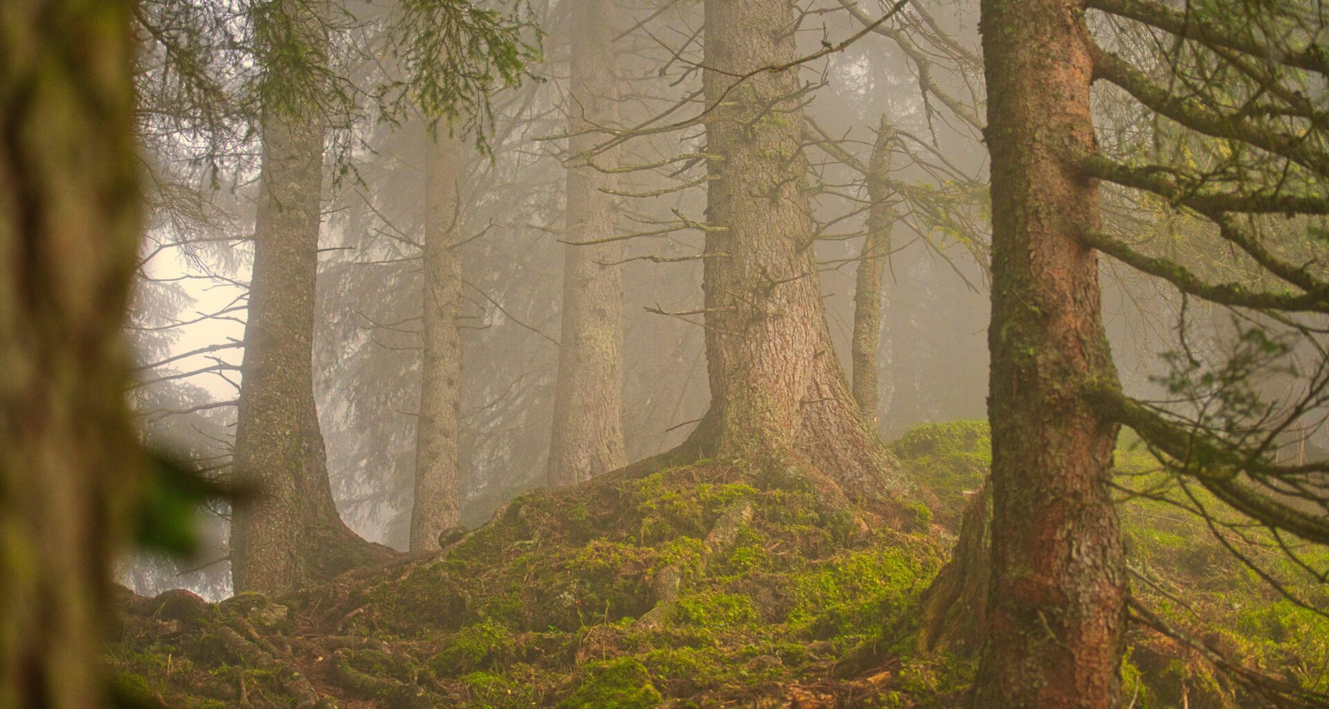 Diverse Forests Adapt Better to Heatwaves and Droughts