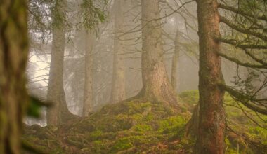 Diverse Forests Adapt Better to Heatwaves and Droughts