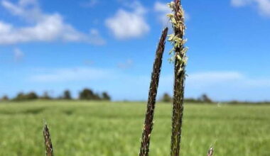 County Council begins work on noxious weeds strategy