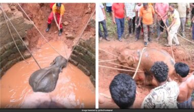 Heartwarming Rescue In Odisha As Forest Officials, Villagers Team Up To Save Elephant Calf From Well