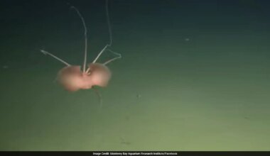 Scientists Spot Rare Bigfin Squid More Than 10,000 Feet Deep Off California Coast