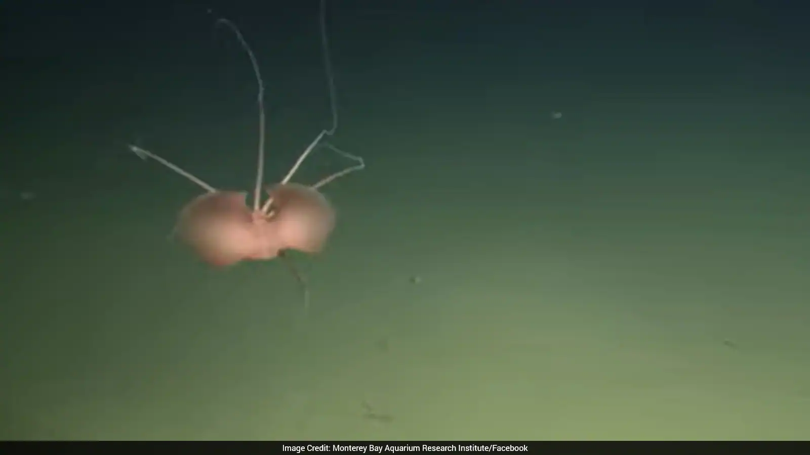 Scientists Spot Rare Bigfin Squid More Than 10,000 Feet Deep Off California Coast