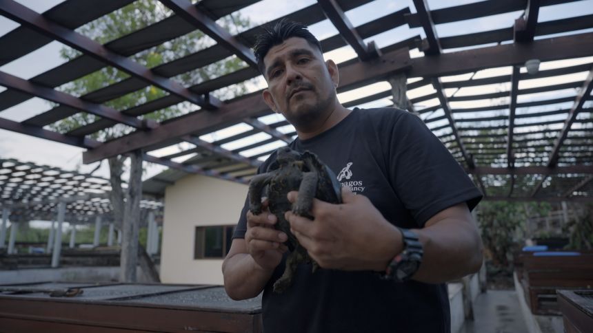 Walter Chimborazo witnessed the birth of the Floreana lineage turtles that now live on the island.