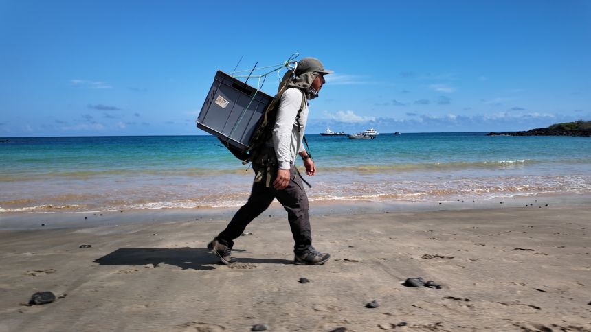 A worker carries a crate used to transport infant giant tortoises.