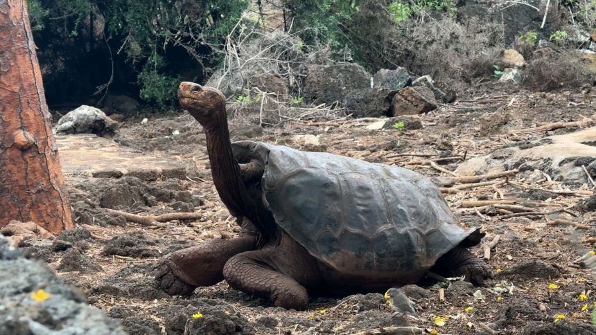 Floreana tortoise are not pure bred but a mix. They can live for a century and weigh nearly 900 pounds full grown.