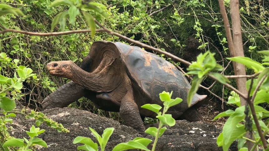 A giant tortoise, a species that once numbered in their hundreds of thousands on the Galapagos Islands.