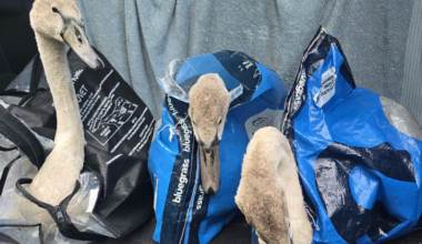 Cygnets brought to safety in Carrickmacross