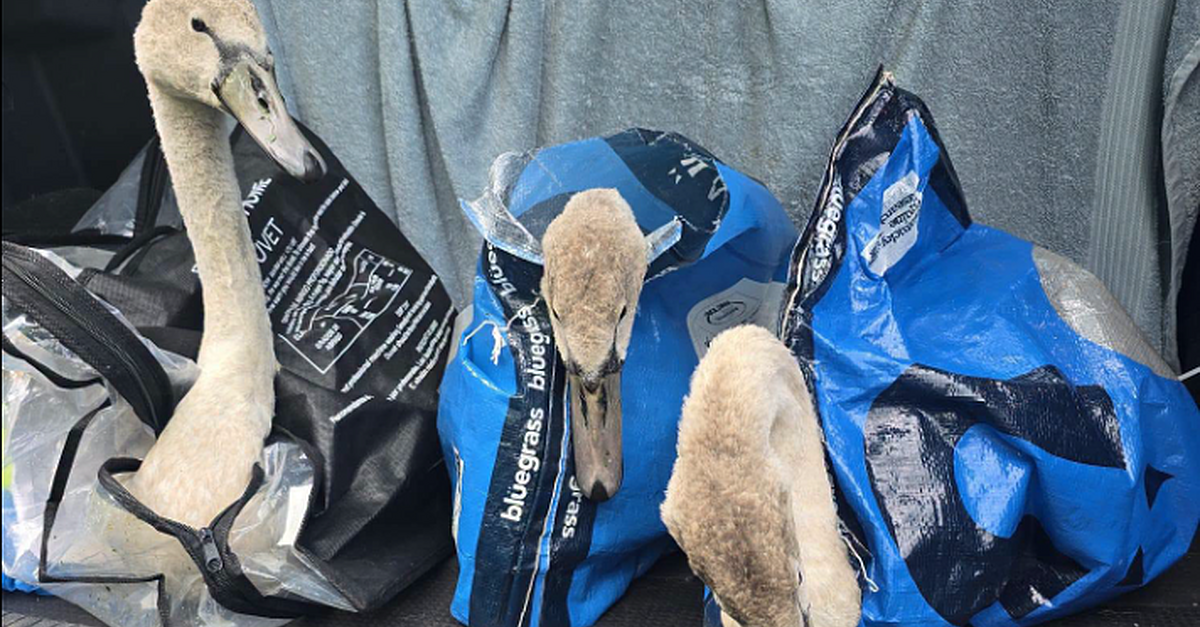 Cygnets brought to safety in Carrickmacross