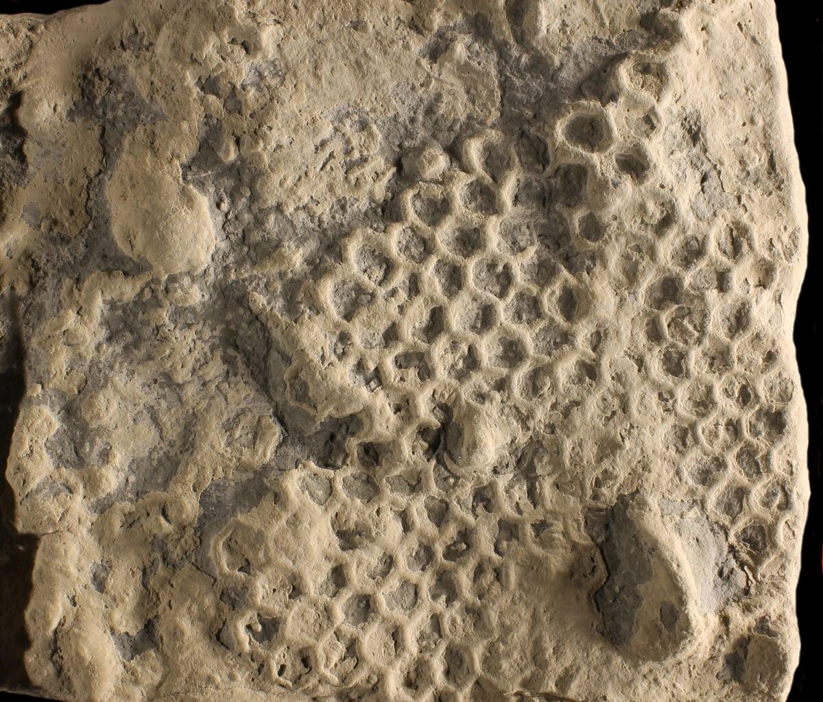 Paleodictyon, Piacenza Apennines. Late Eocene (35 million years old). Credit: Baucon et al.