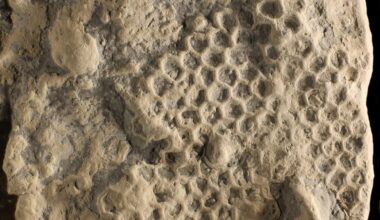 Paleodictyon, Piacenza Apennines. Late Eocene (35 million years old). Credit: Baucon et al.