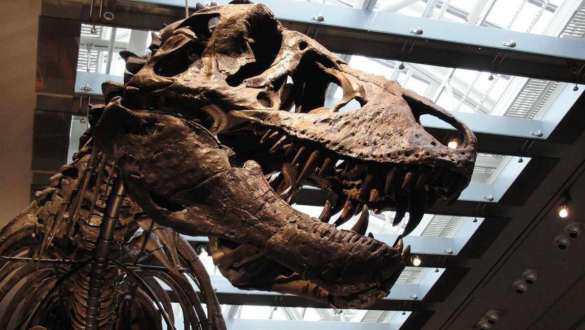 Fossil tooth analysis confirms Tyrannosaurus rex was warm-blooded