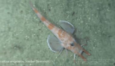 Armored searobin fish