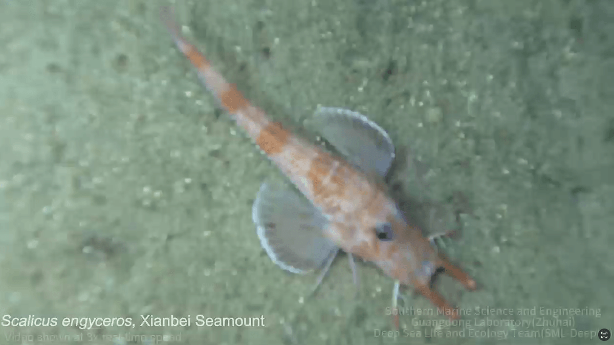 Armored searobin fish