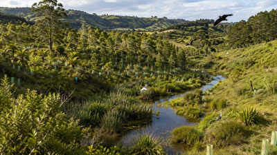 Two Auckland academics removed cattle from a rundown 1,334-acre farm in 2004; 250,000 planted trees and restored wetlands helped bring back 69 bird species