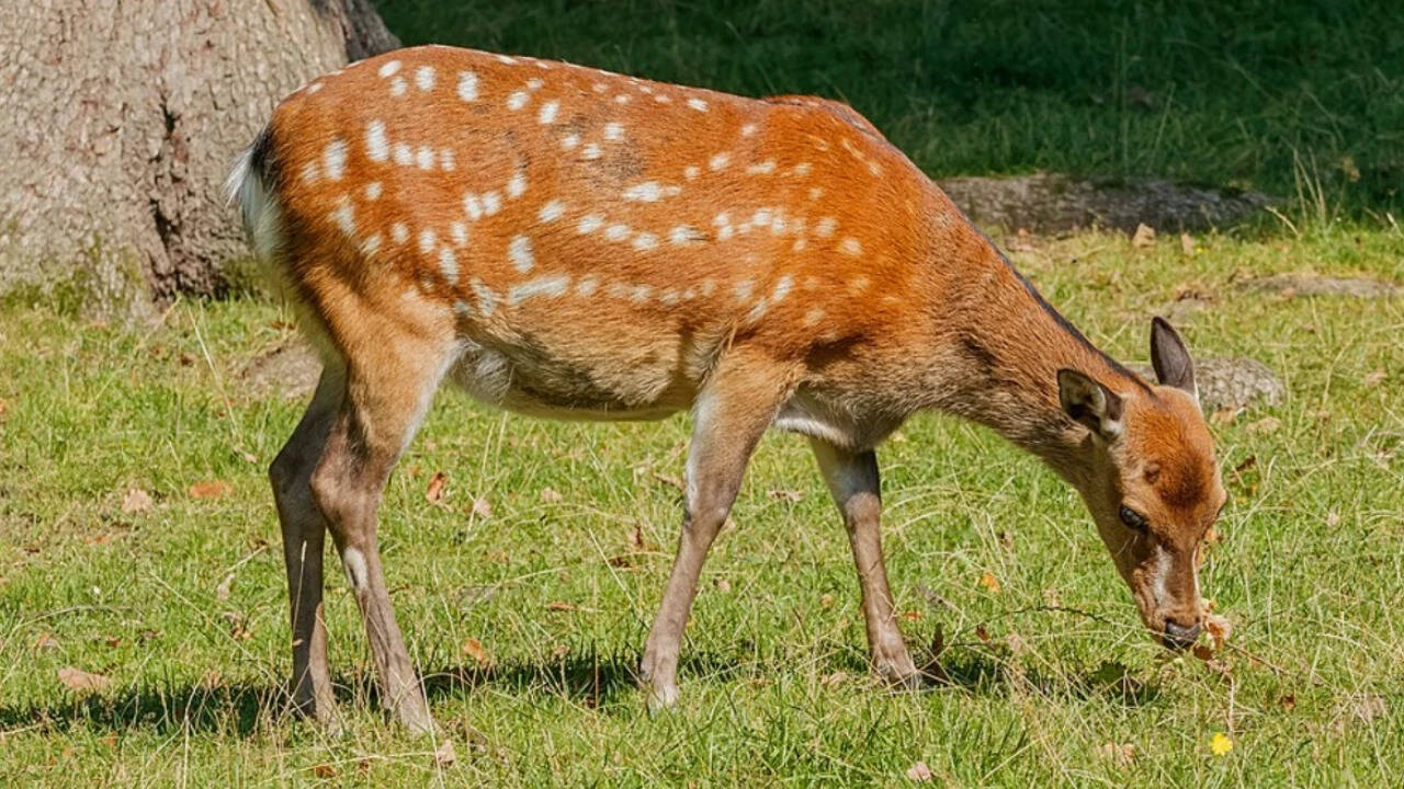 A still image of a sika deer. Image credits: Wikimedia Commons deer 1