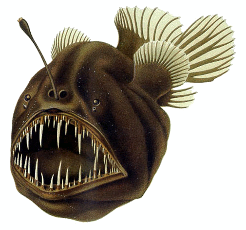 Humpback anglerfish (Melanocetus johnsonii), a species of black seadevil (Melanocetidae). Credit: August Brauer (1863–1917): Die Tiefsee-Fische. I. Systematischer Teil.. In C. Chun. Wissenschaftl. Ergebnisse der deutschen Tiefsee-Expedition