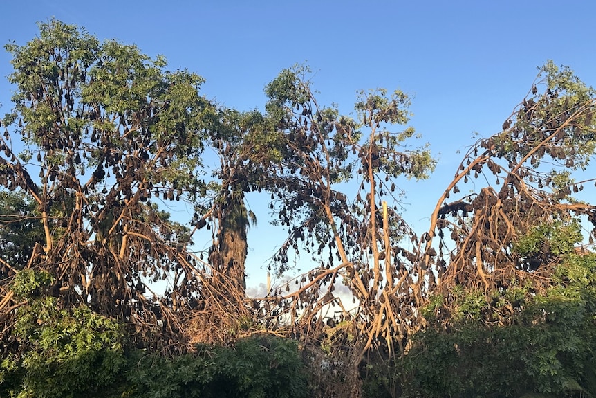 Large numbers of flying foxes roost in trees above houses in Mount Isa’s Sunset suburb.