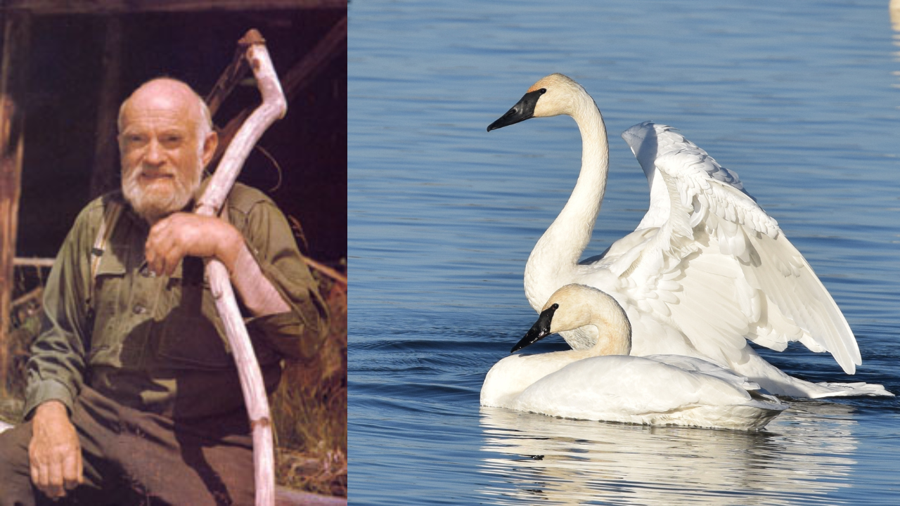 Ralph Edwards (LEFT), Trumpeter swans (RIGHT): Wikimedia Commons edwards