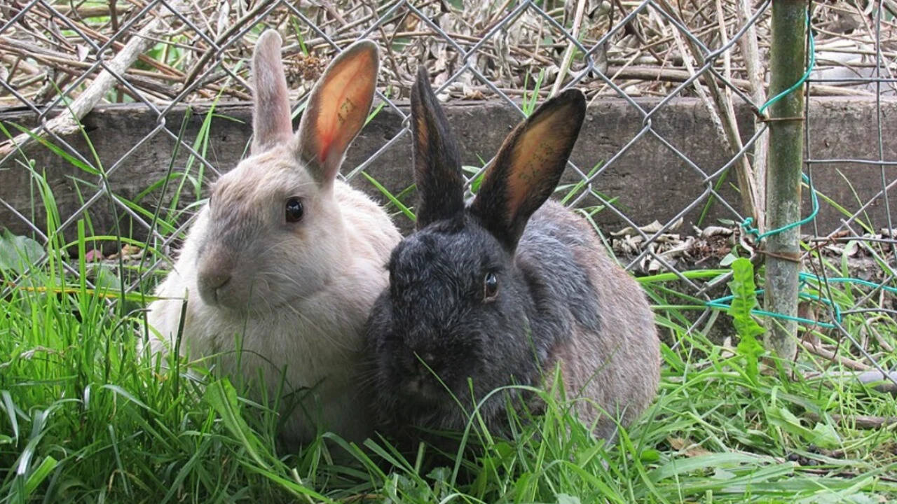 Enderby Island Rabbits in enclosure. Image credits: Wikimedia Commons Enderby Island Rabbits in enclosure