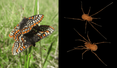 Arthropods Lag Far Behind Other Animals in Conservation Assessment and Protection, Study Shows