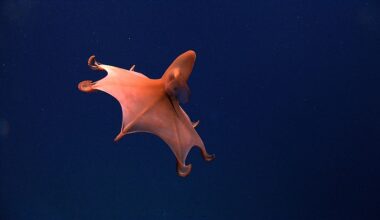 The Creatures Waiting At The Bottom Of The Deep Sea
