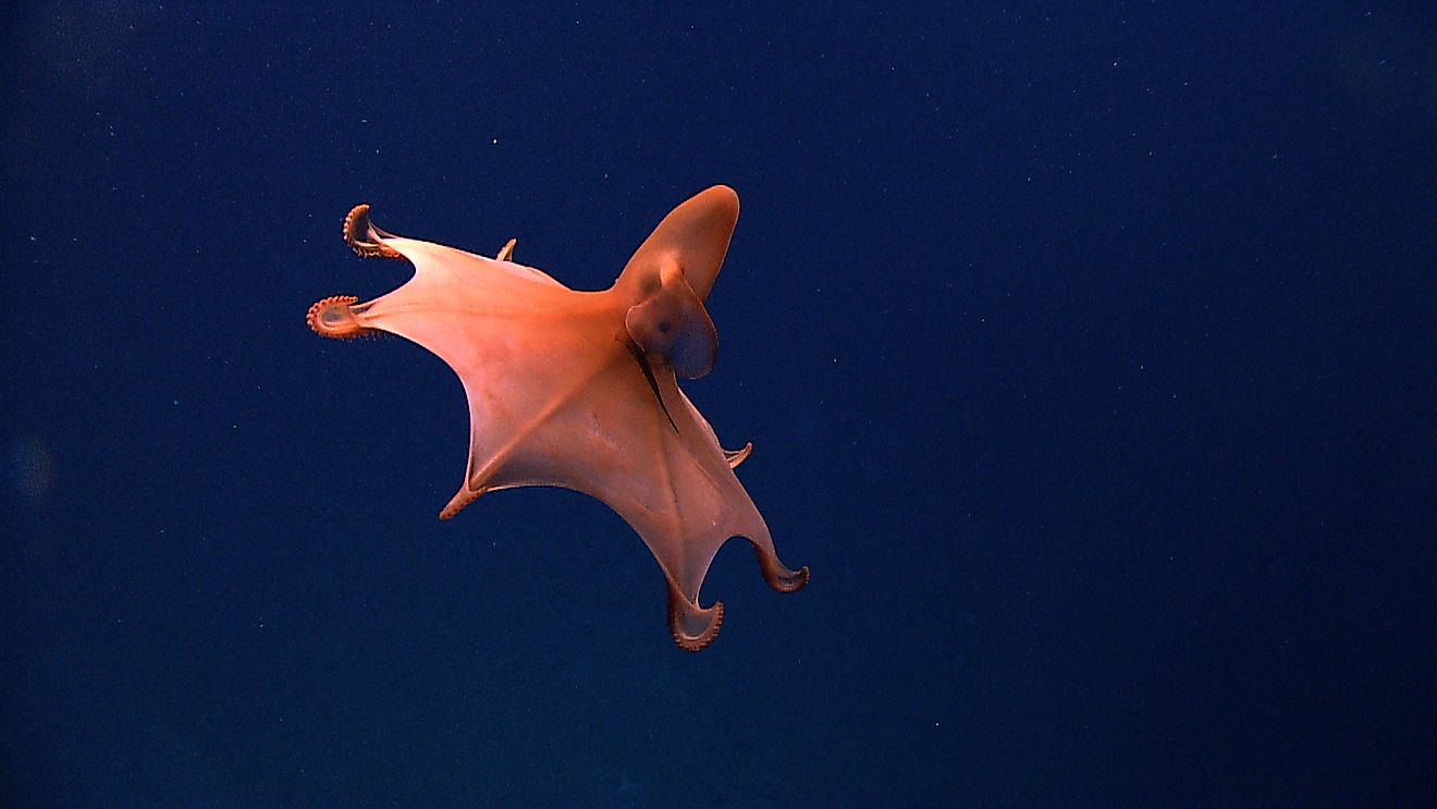 The Creatures Waiting At The Bottom Of The Deep Sea