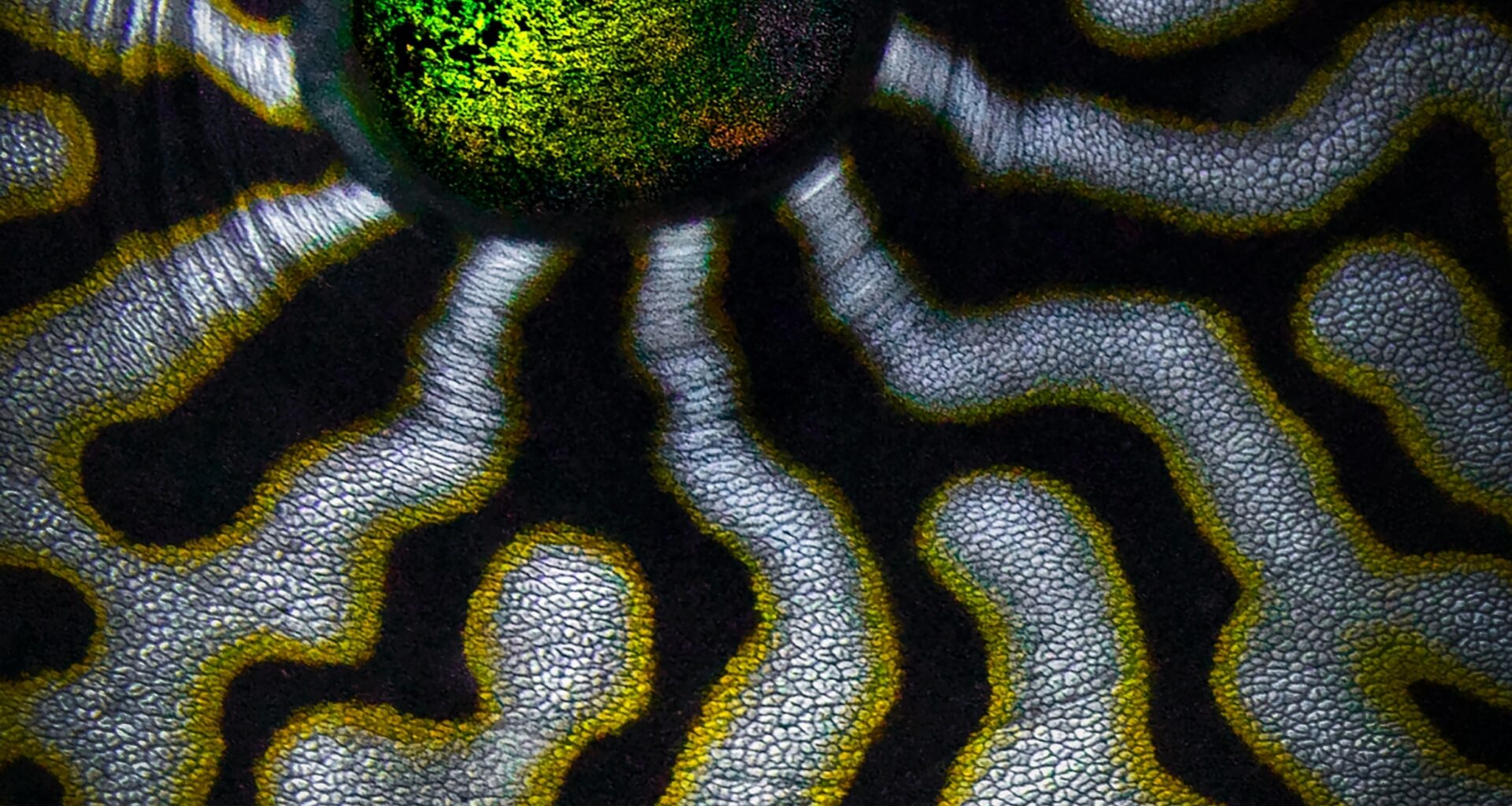 An up-close image of the green eye of an animal surrounded by its maze-like skin.