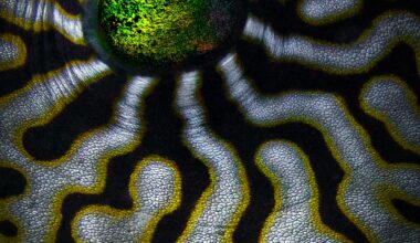 An up-close image of the green eye of an animal surrounded by its maze-like skin.