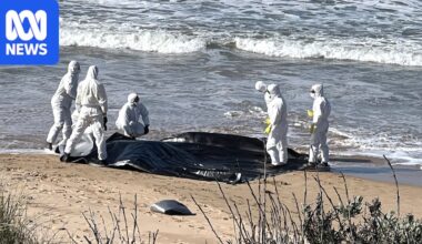 Dead juvenile whale washed up on Victor Harbor beach to be tested for bird flu